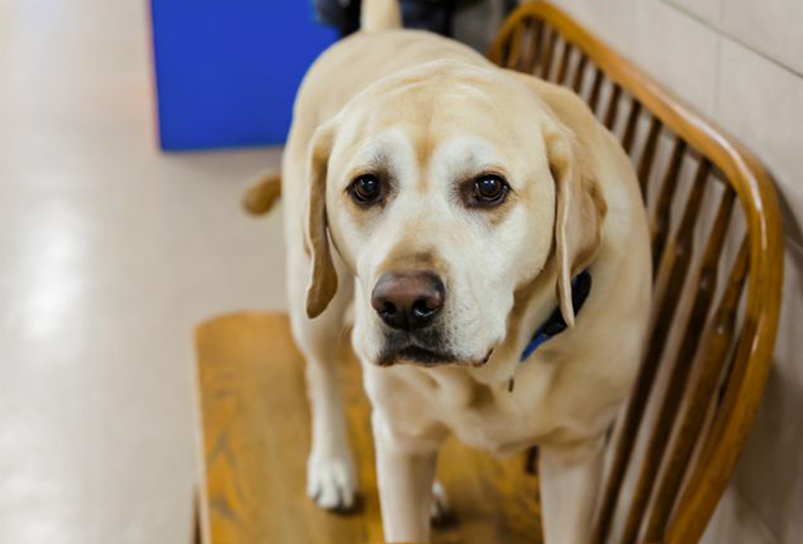 Veterinary Services In Prior Lake, MN | River Valley Veterinary Service