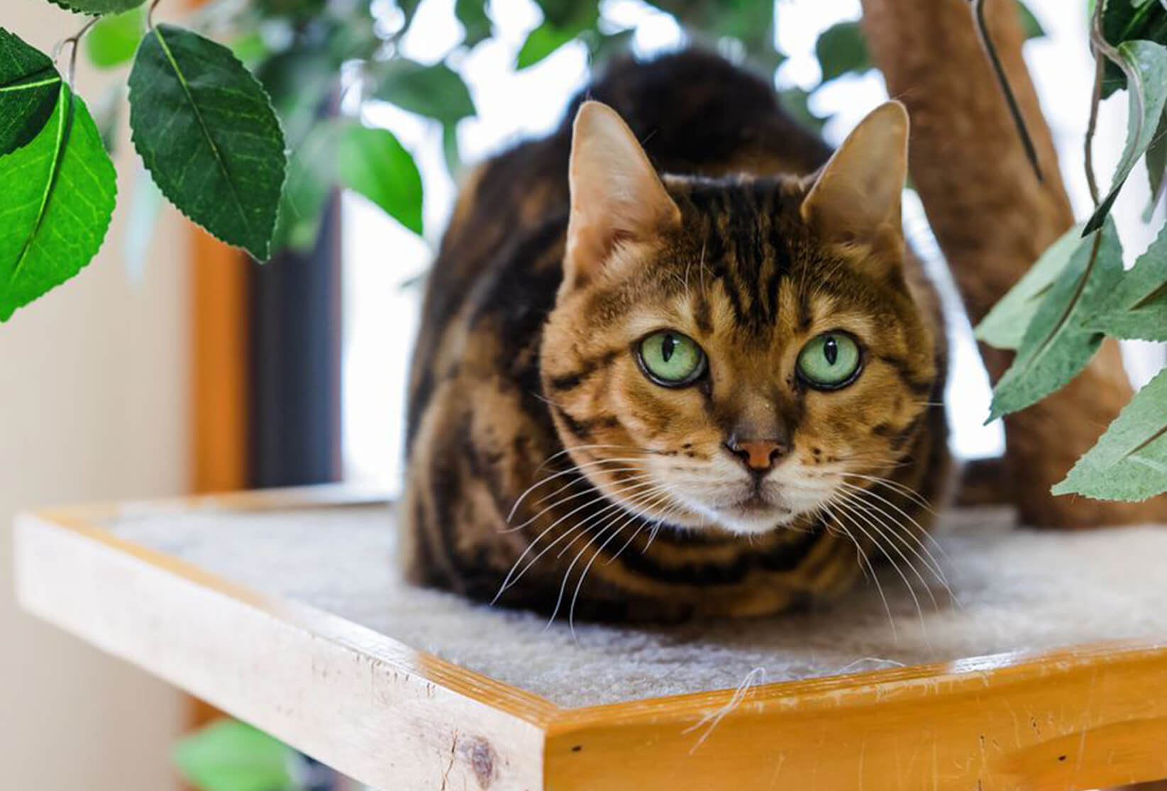 RVGB Cat in Tree