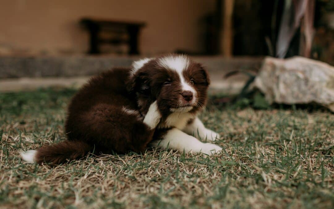 Is Your Pet Constantly Itchy? Let’s Talk About Atopic Dermatitis